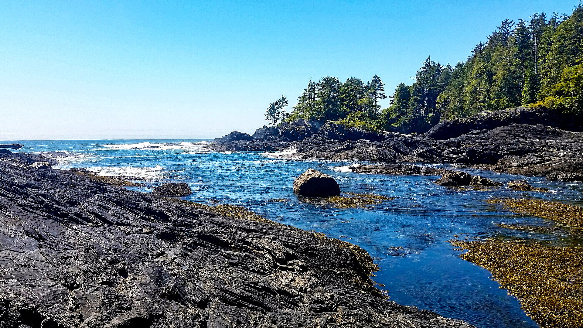 Botanical Beach - Image 1