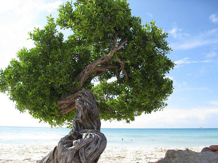 Eagle Beach - Image 1