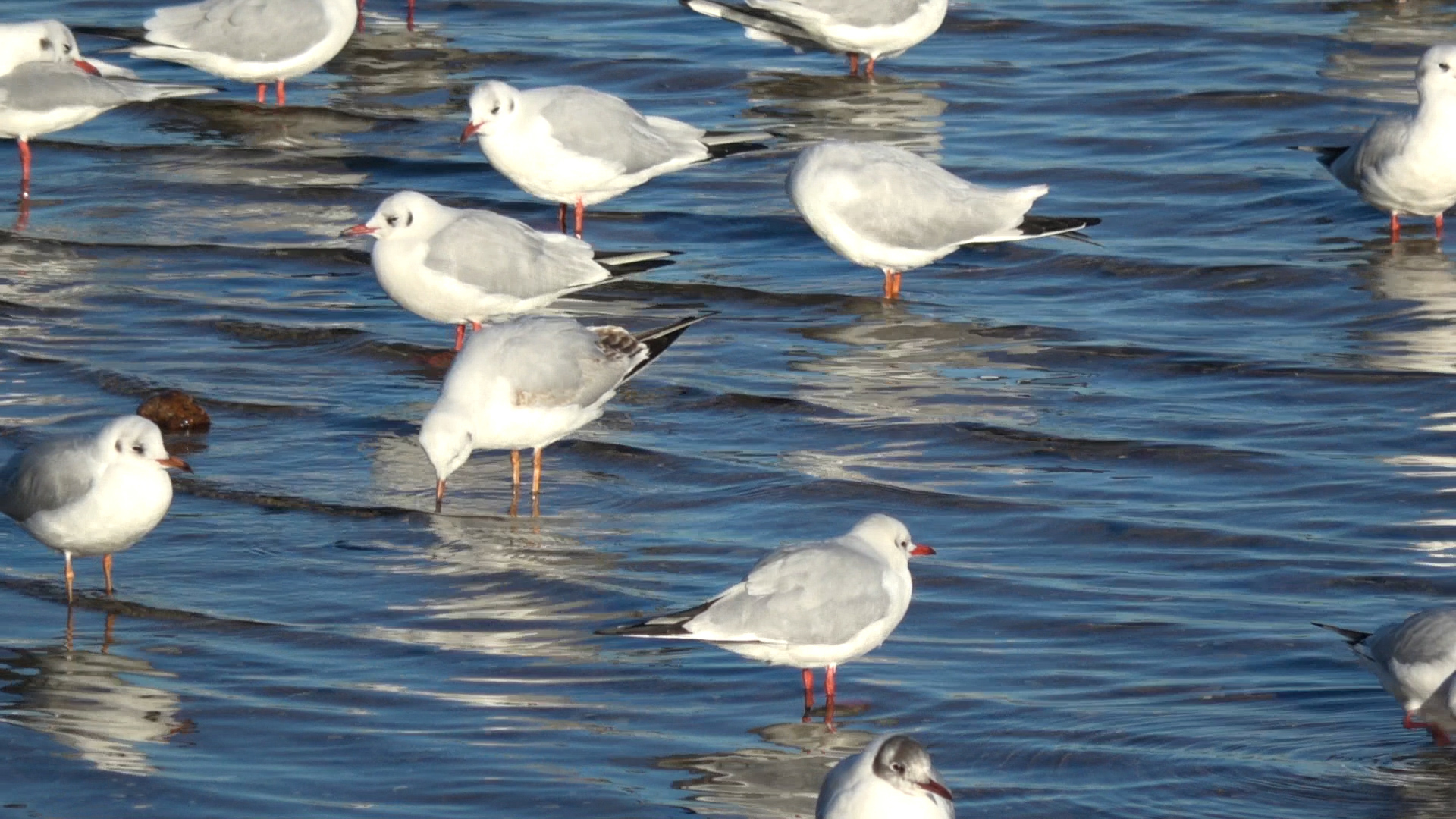 Ostseebad - Image 1