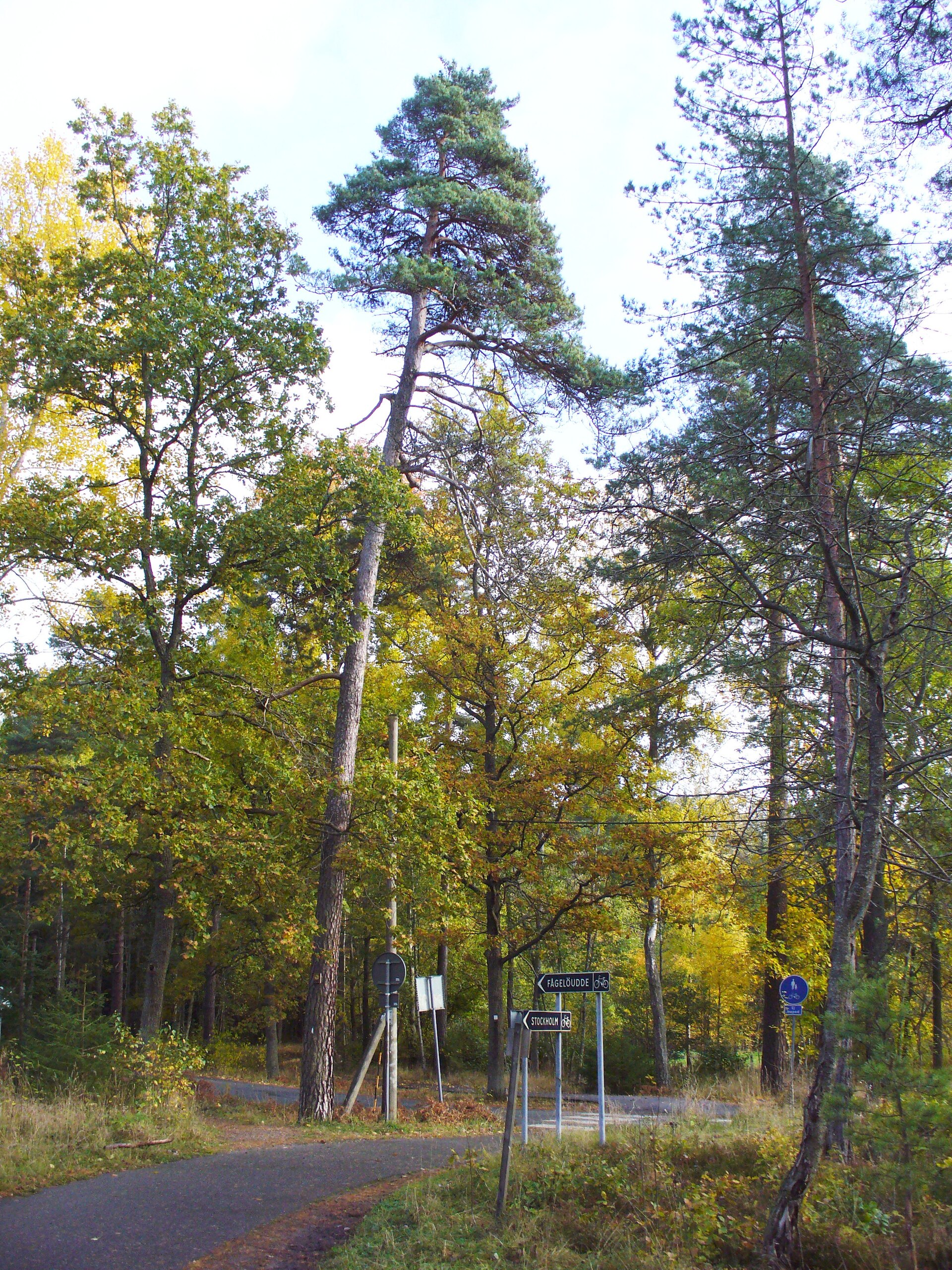 Fågelöuddebadet - Image 1