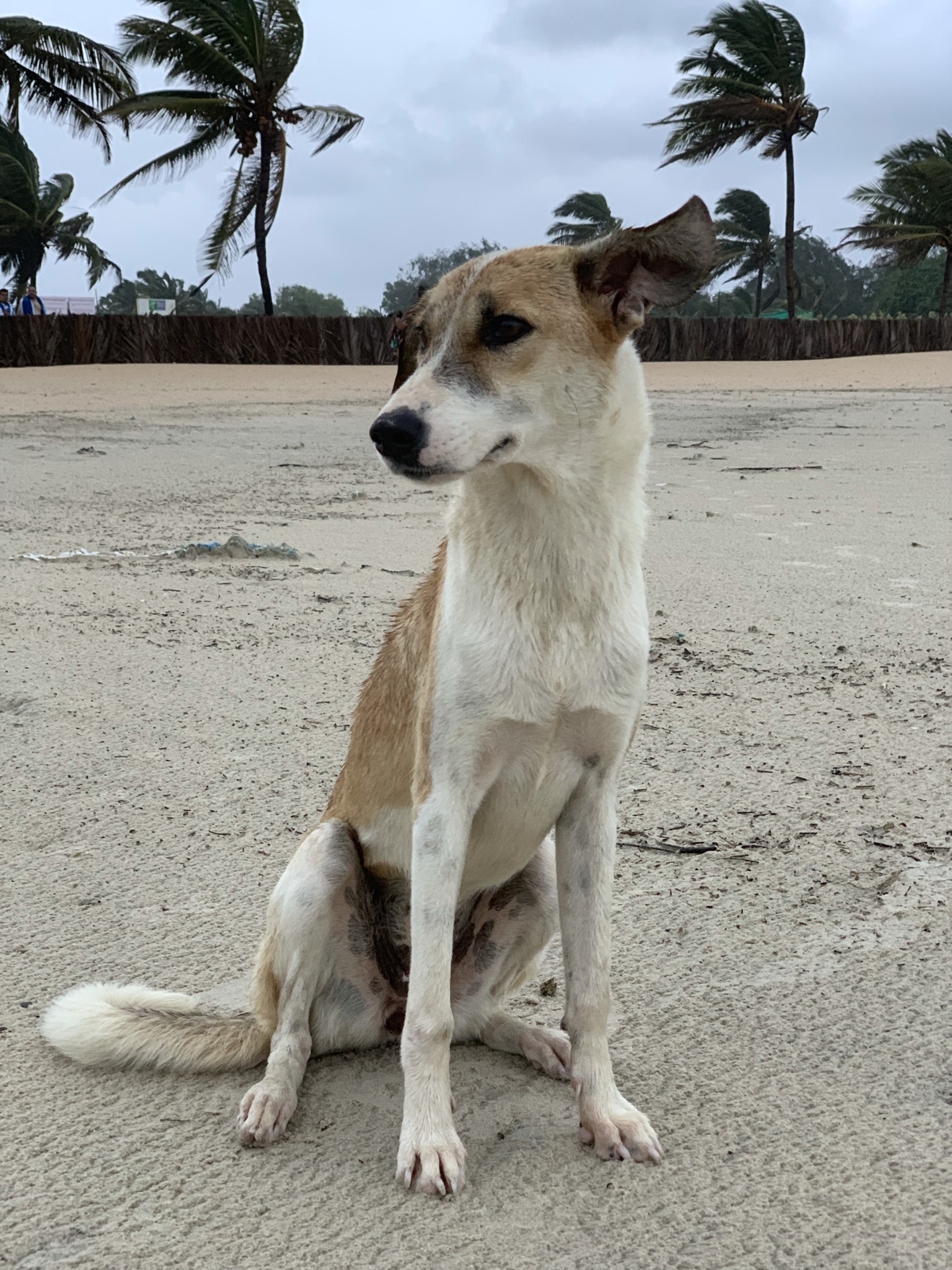 Cavelossim Beach - Image 1