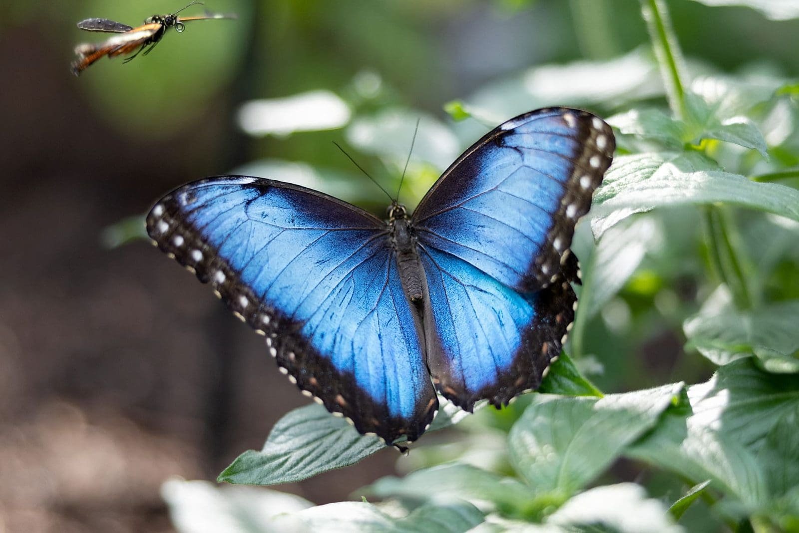 Cockrell Butterfly Center - Image 1