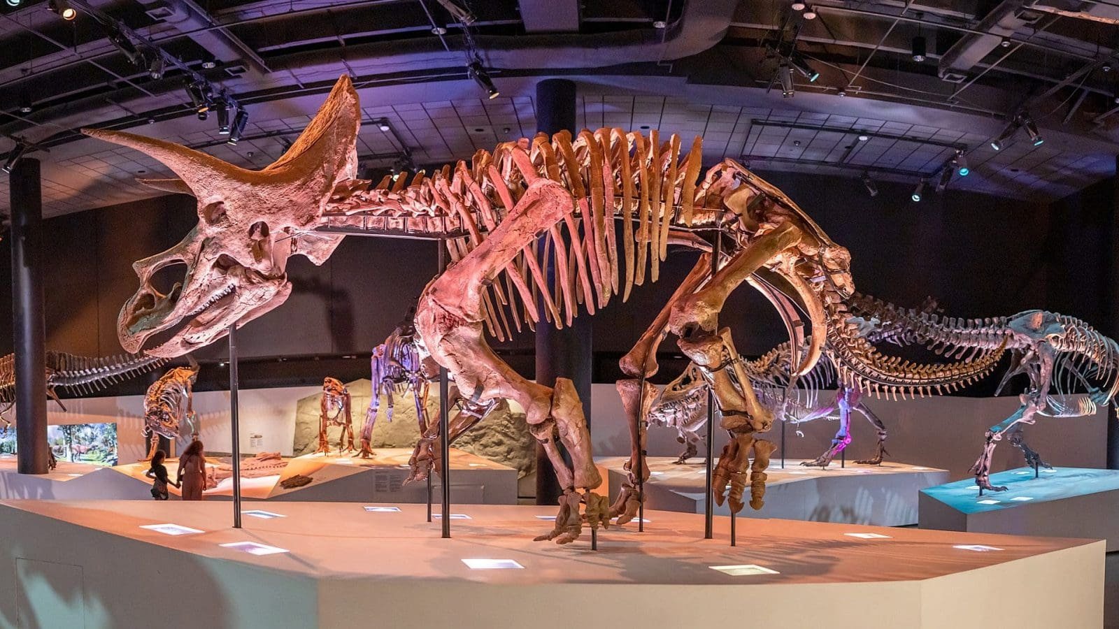 Morian Hall of Paleontology - Image 1