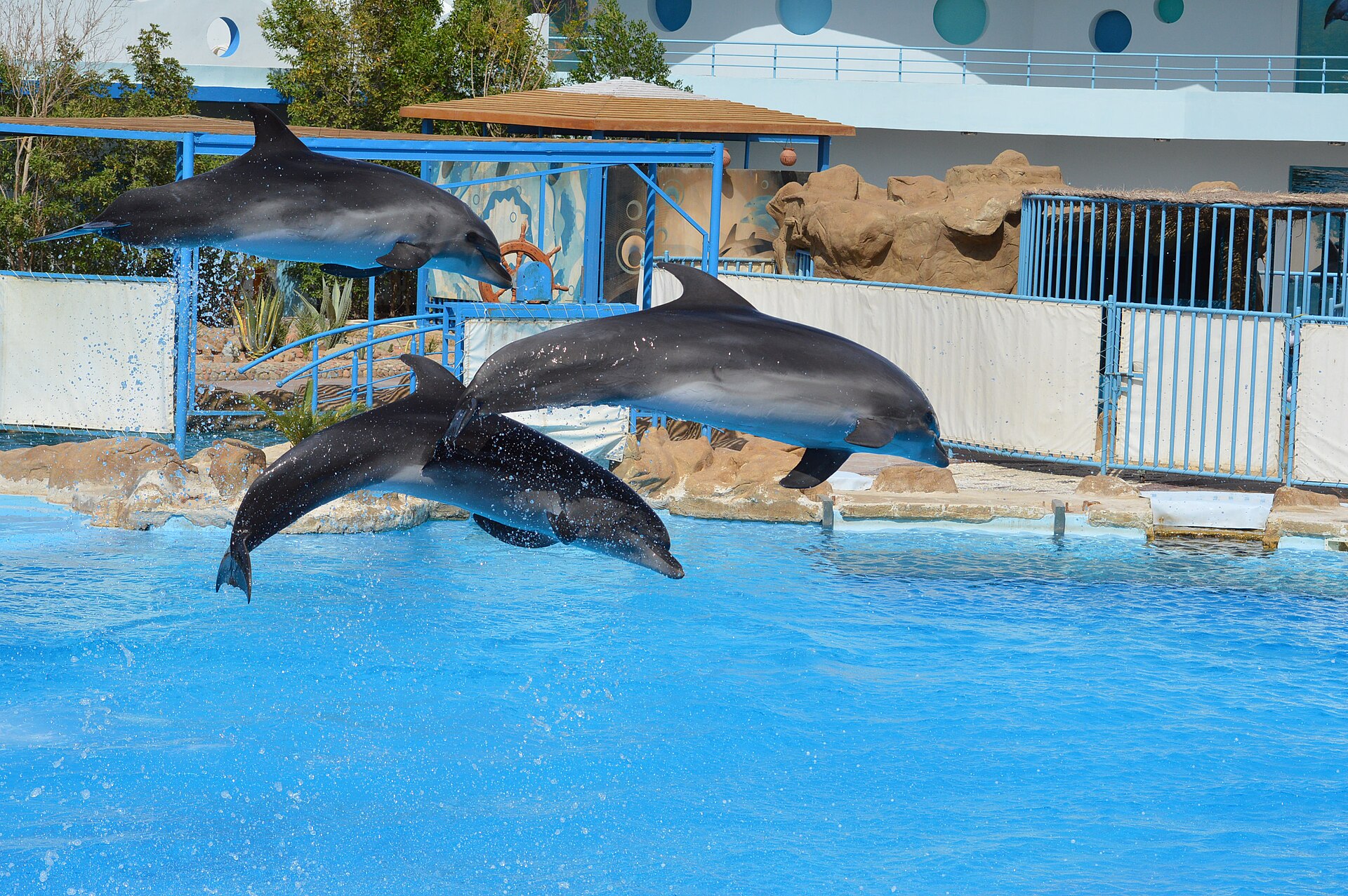 Dolphin World Egypt - Image 1