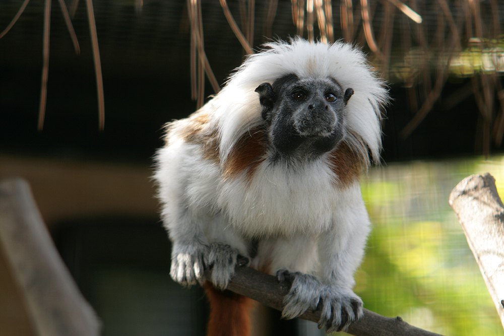 Alameda Wildlife Conservation Park - Image 1