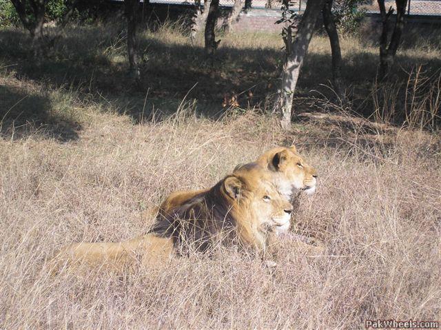 Lahore Zoo - Image 1
