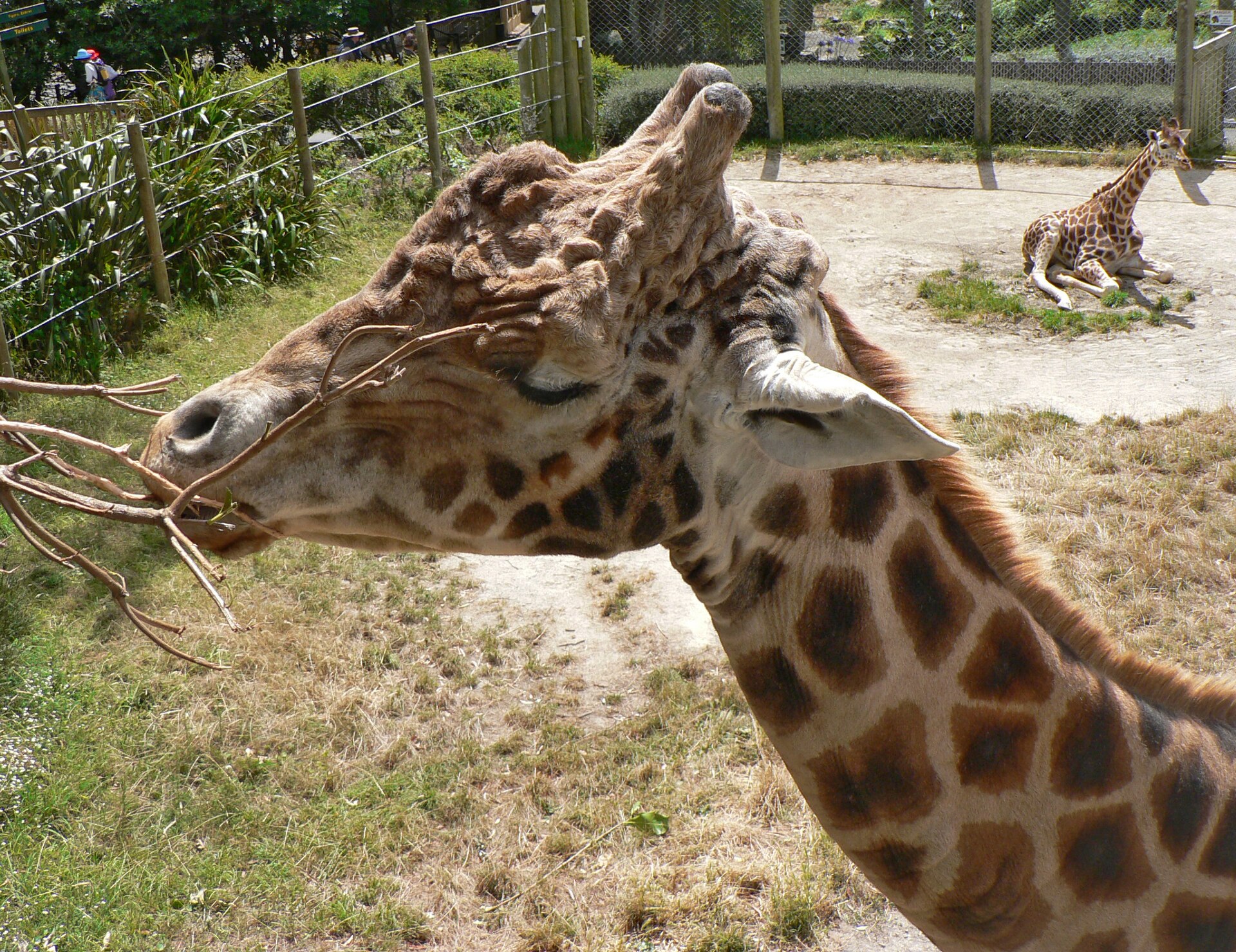 Wellington Zoo - Image 1