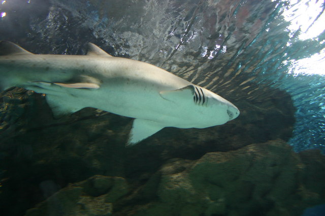 Blue Planet Aquarium - Image 1
