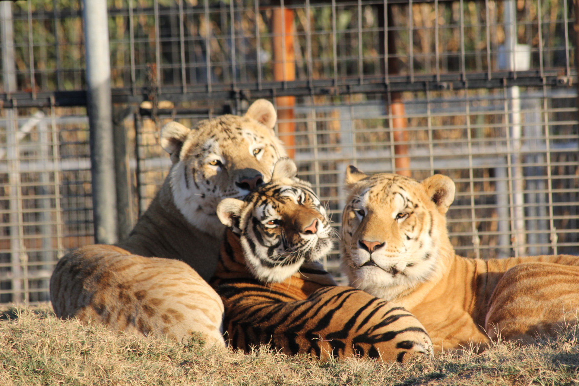 Greater Wynnewood Exotic Animal Park - Image 1