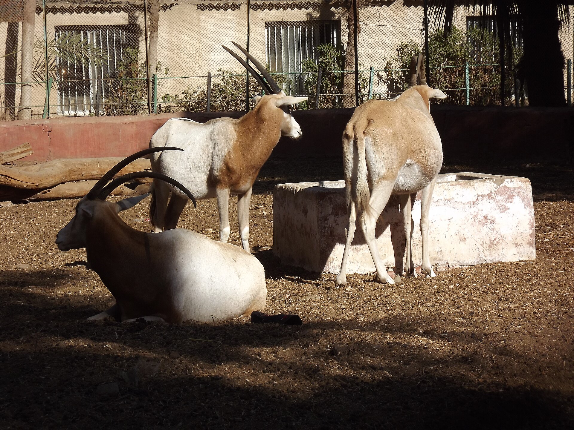 Faiyum Zoo - Image 1