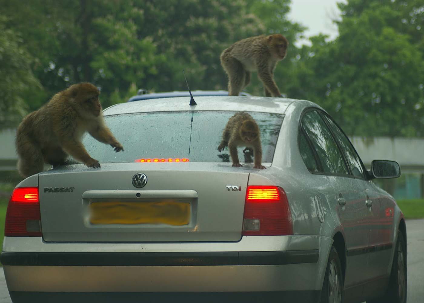 Woburn Safari Park - Image 1