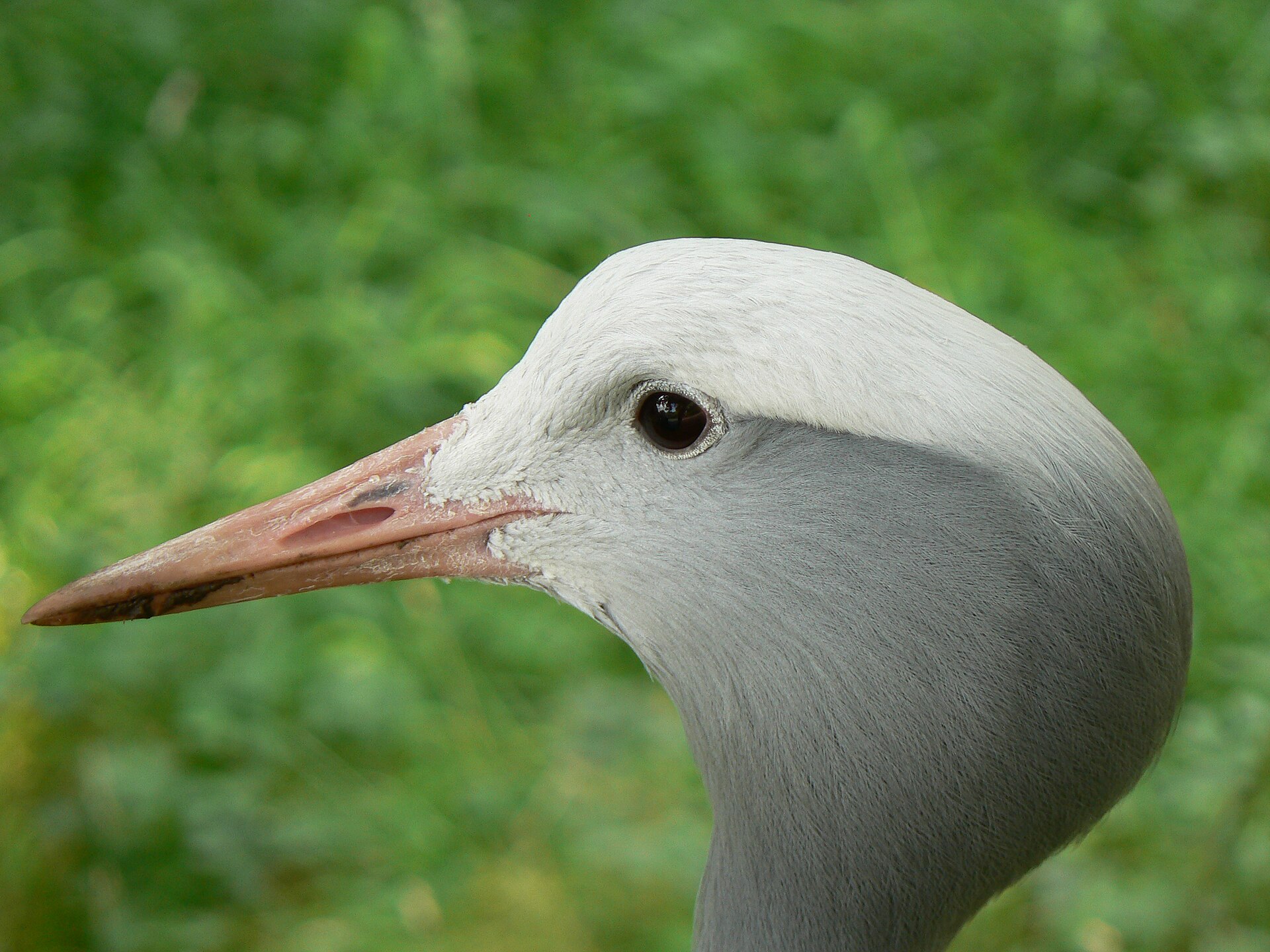 Edinburgh Zoo - Image 1