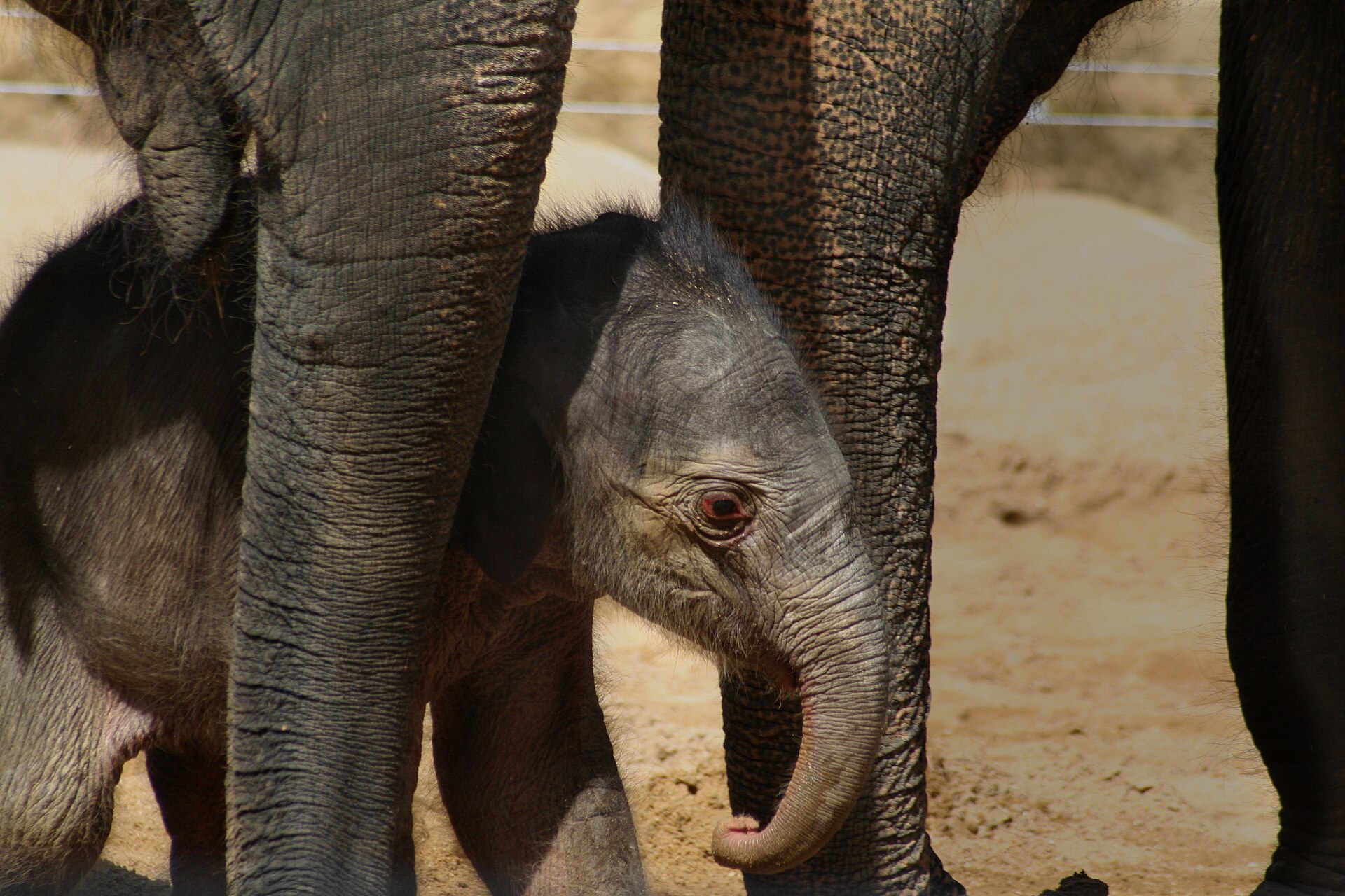 Twycross Zoo - Image 1