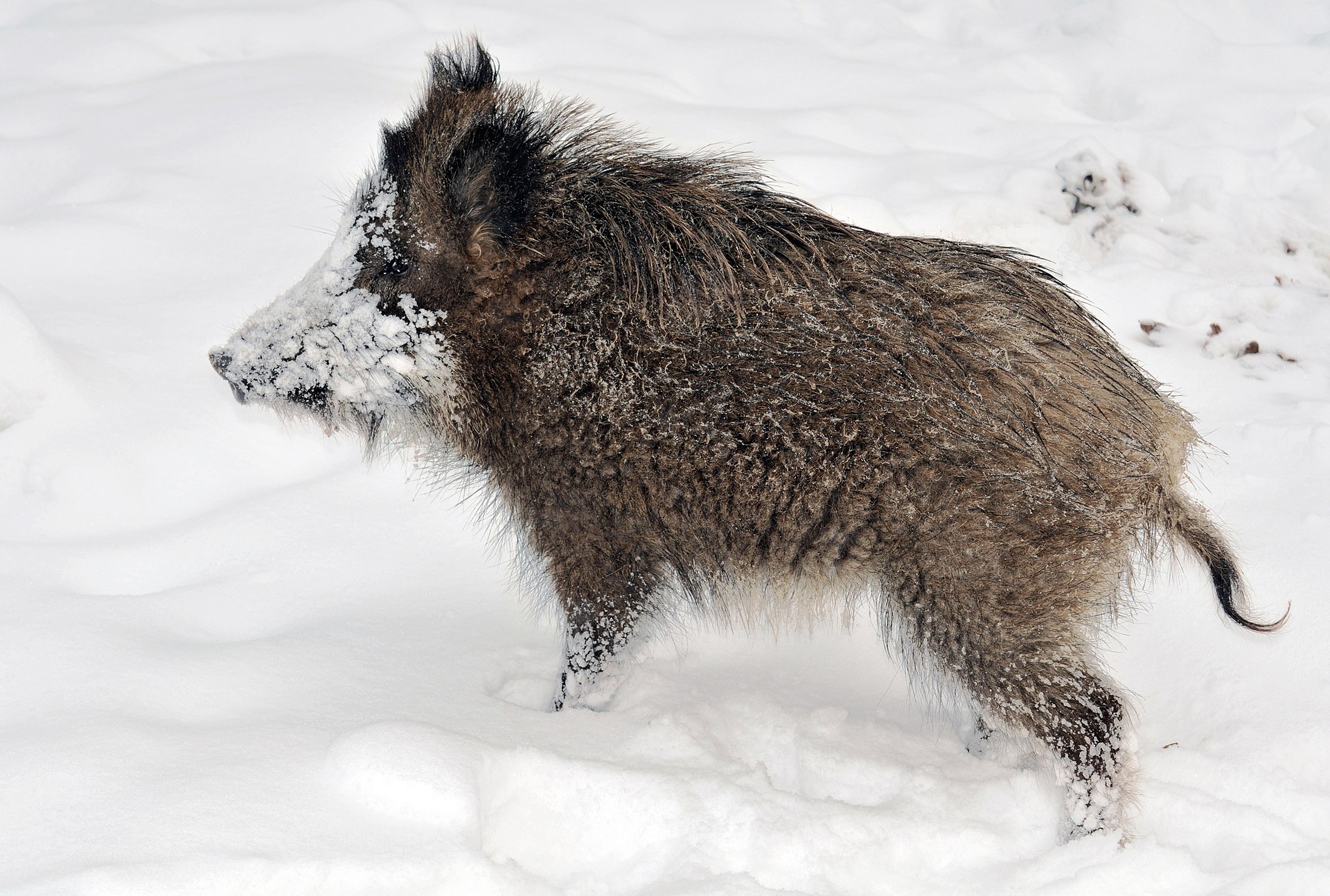 Wisentgehege Springe - Image 1