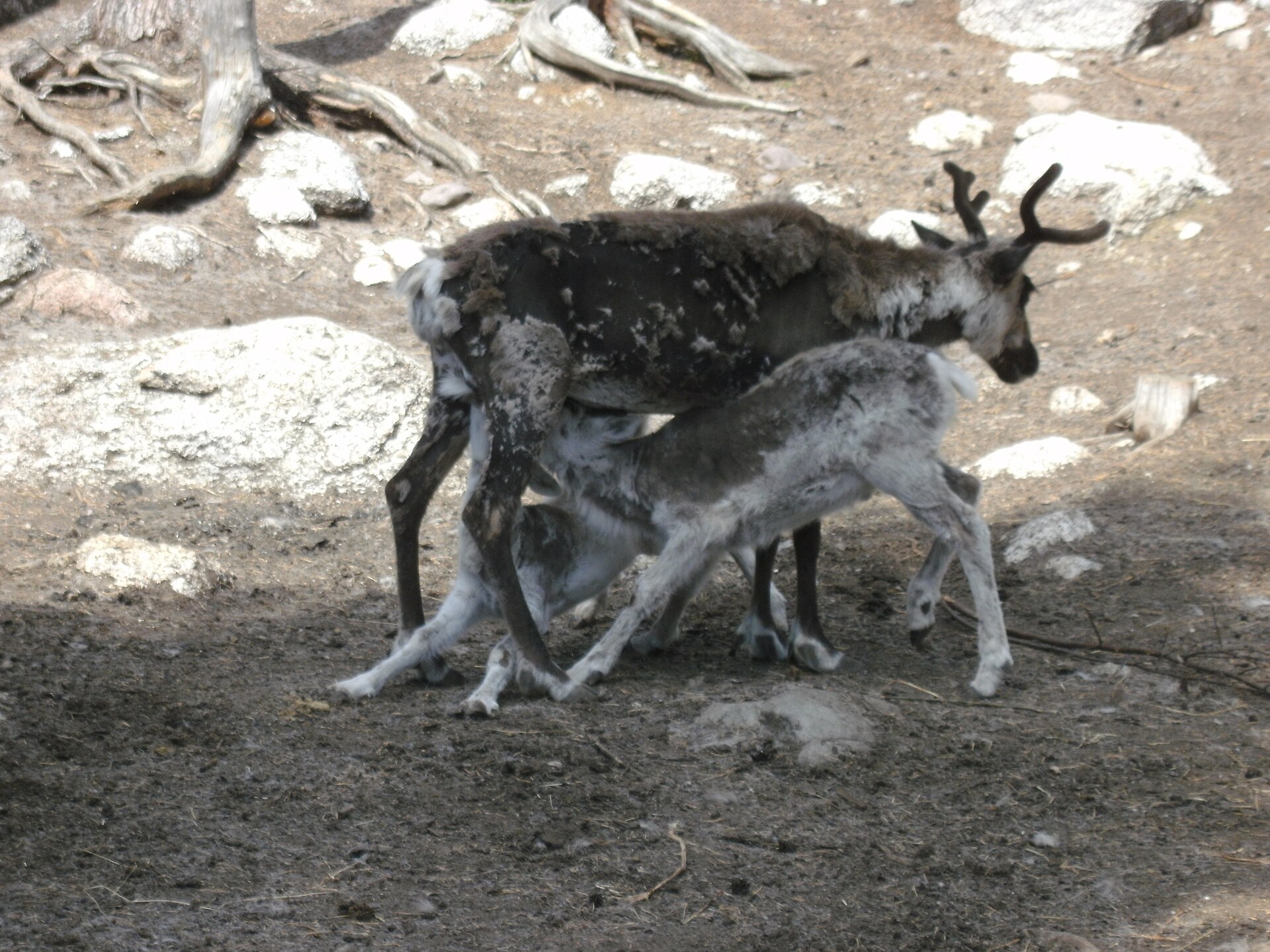 Junsele Zoo - Image 1
