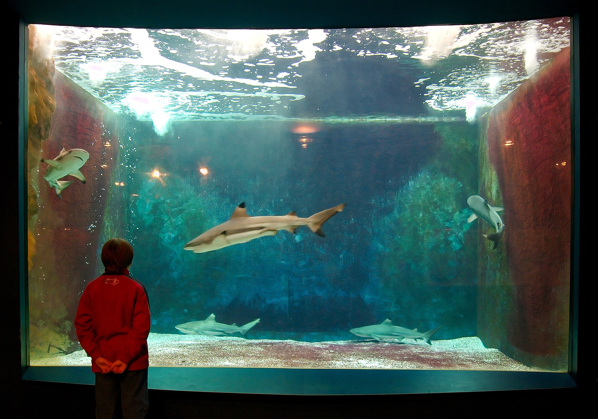 Aquarium-Muséum - Image 1
