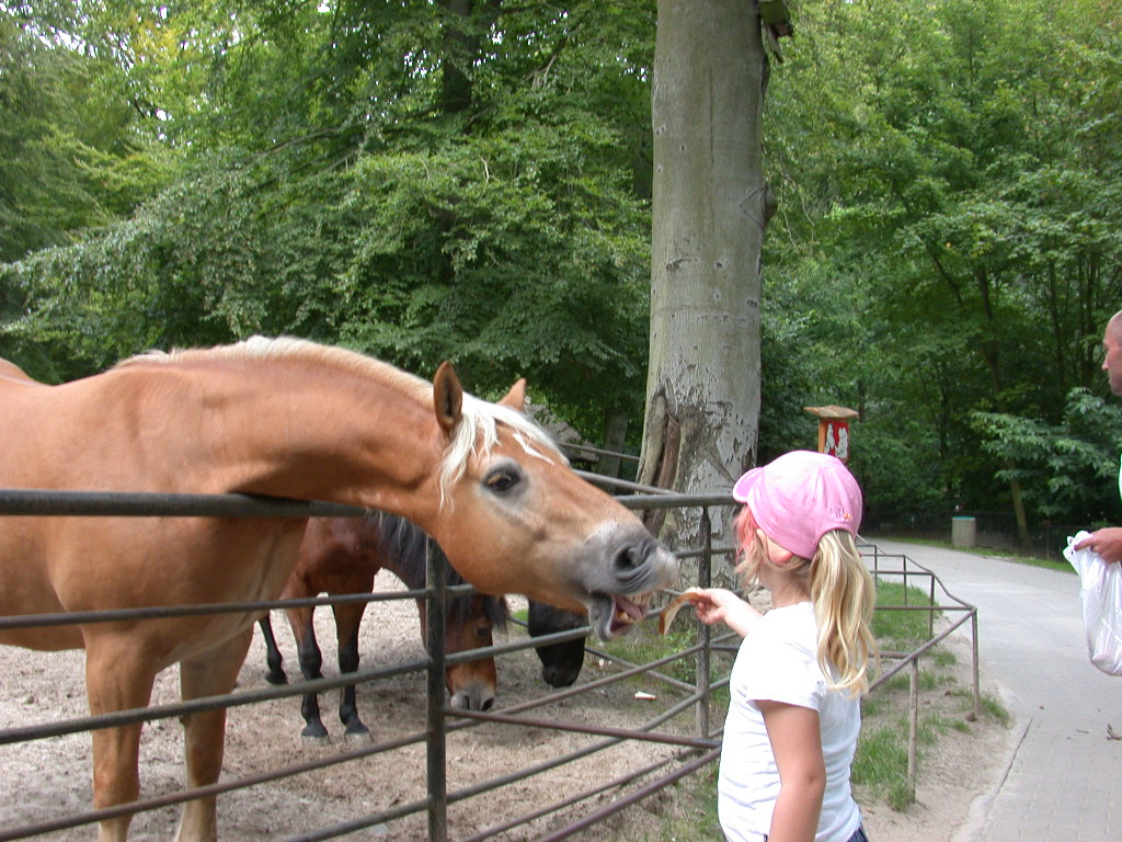 Sassnitz Wildlife Park - Image 1