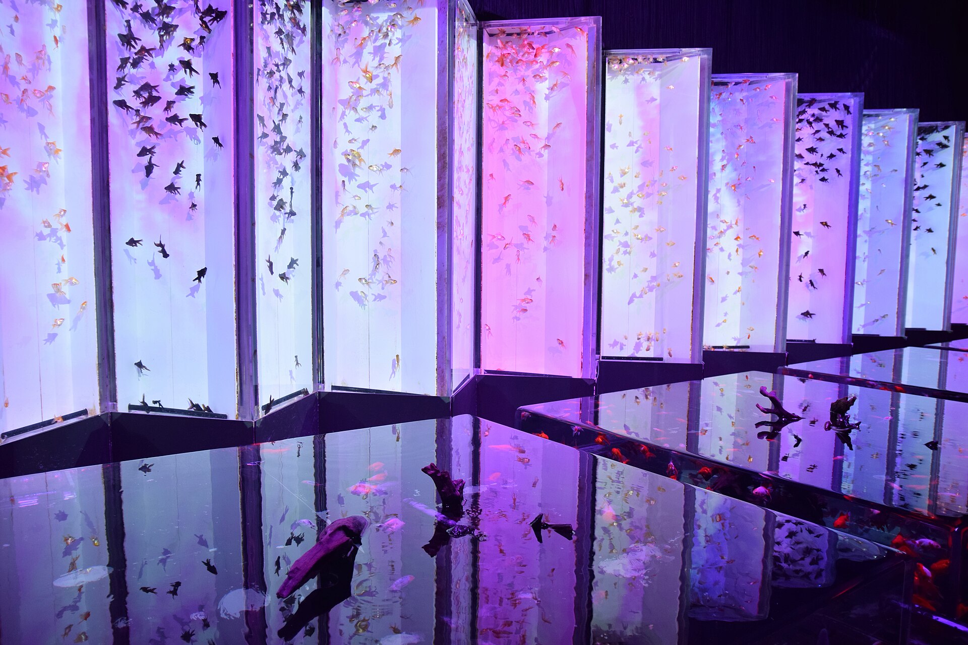Art Aquarium Museum - Image 1
