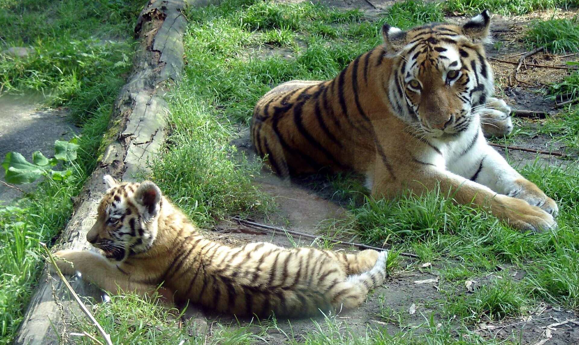 DierenPark Amersfoort - Image 1