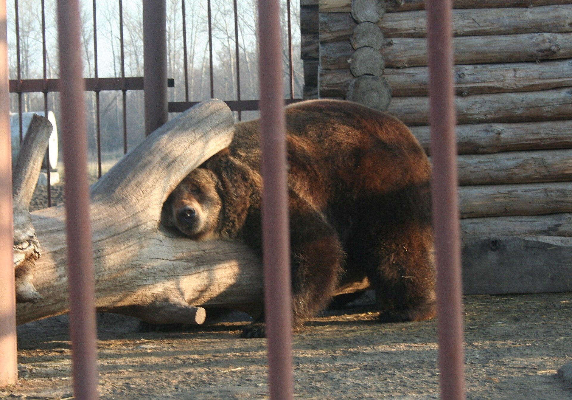 Starooskolsky Zoo - Image 1