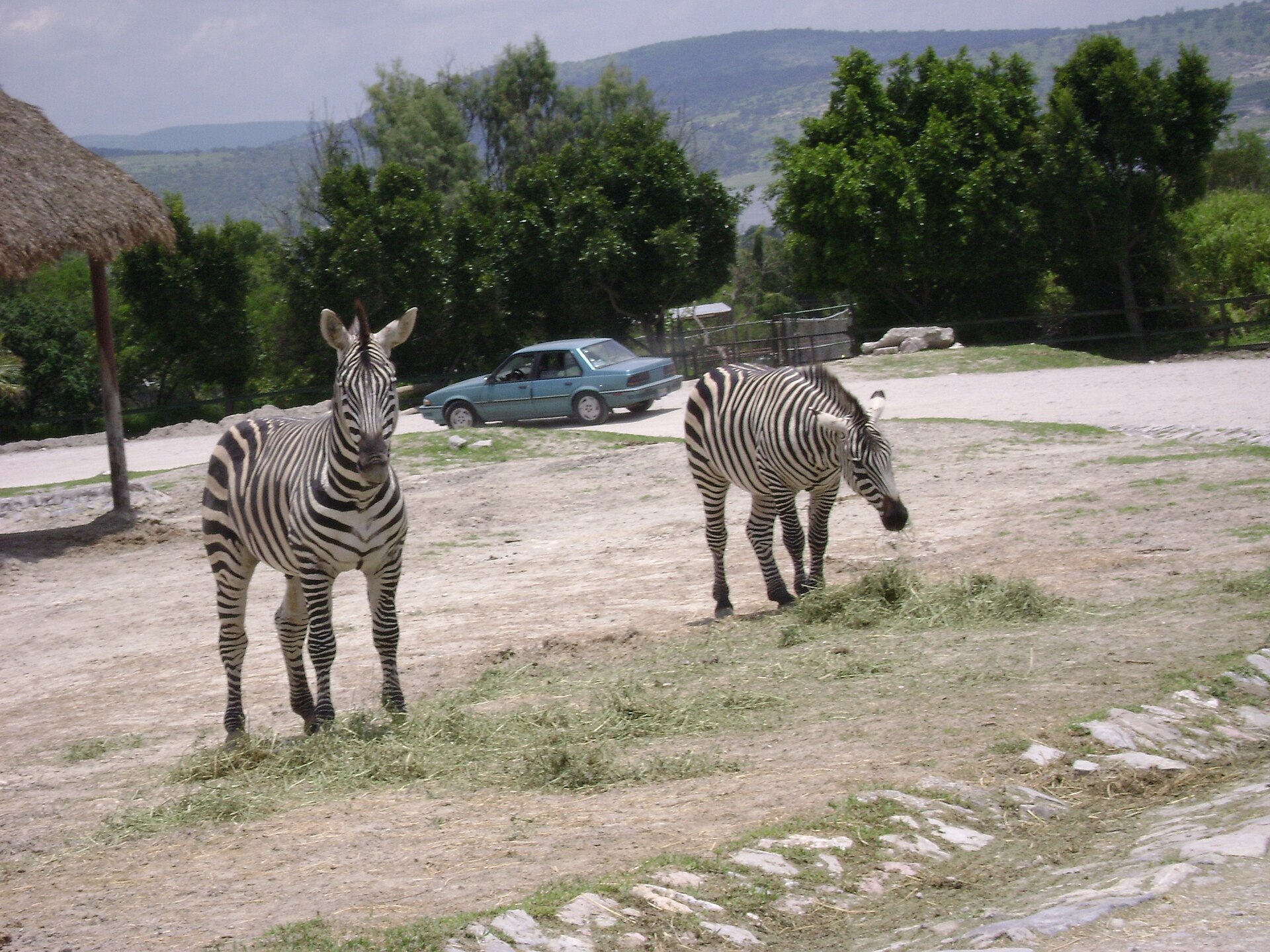 Africam Safari - Image 1