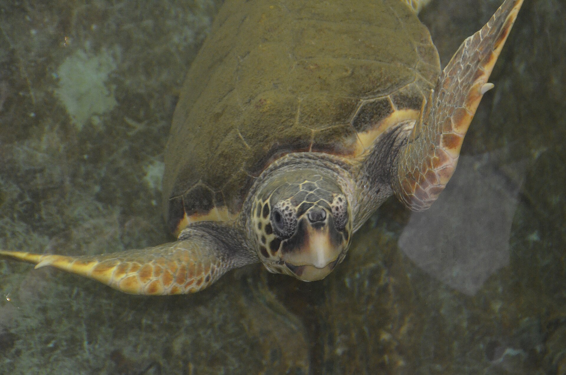 Alexandria Aquarium - Image 1