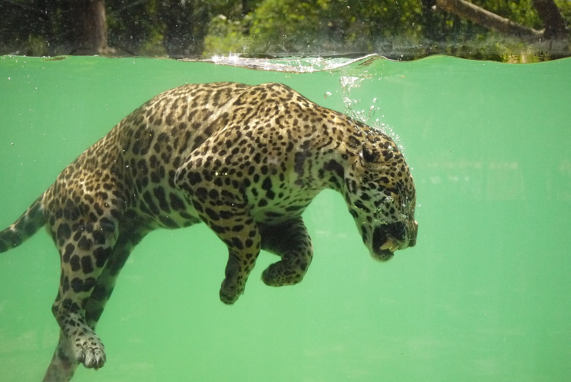 Parc zoologique de Bordeaux Pessac - Image 1