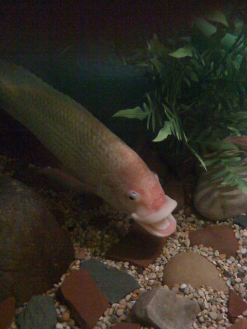 Lakes Aquarium - Image 1
