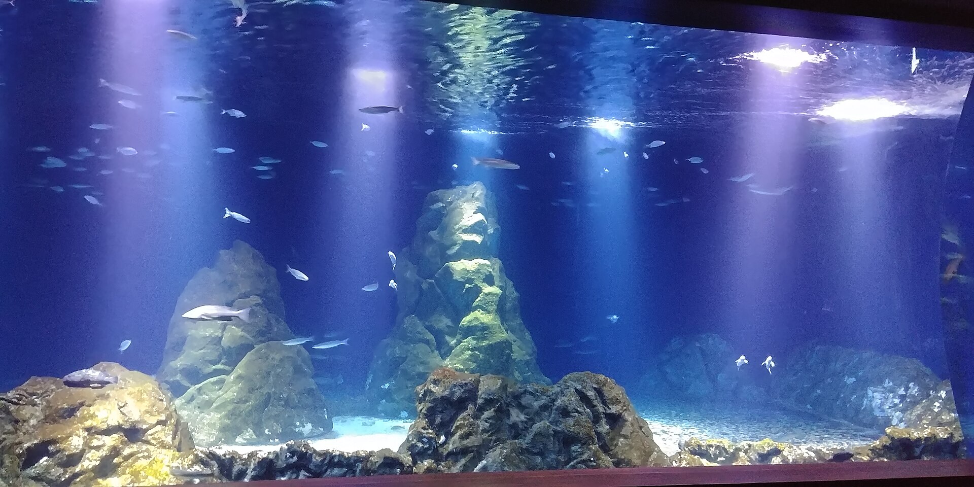 Israel aquarium - Image 1