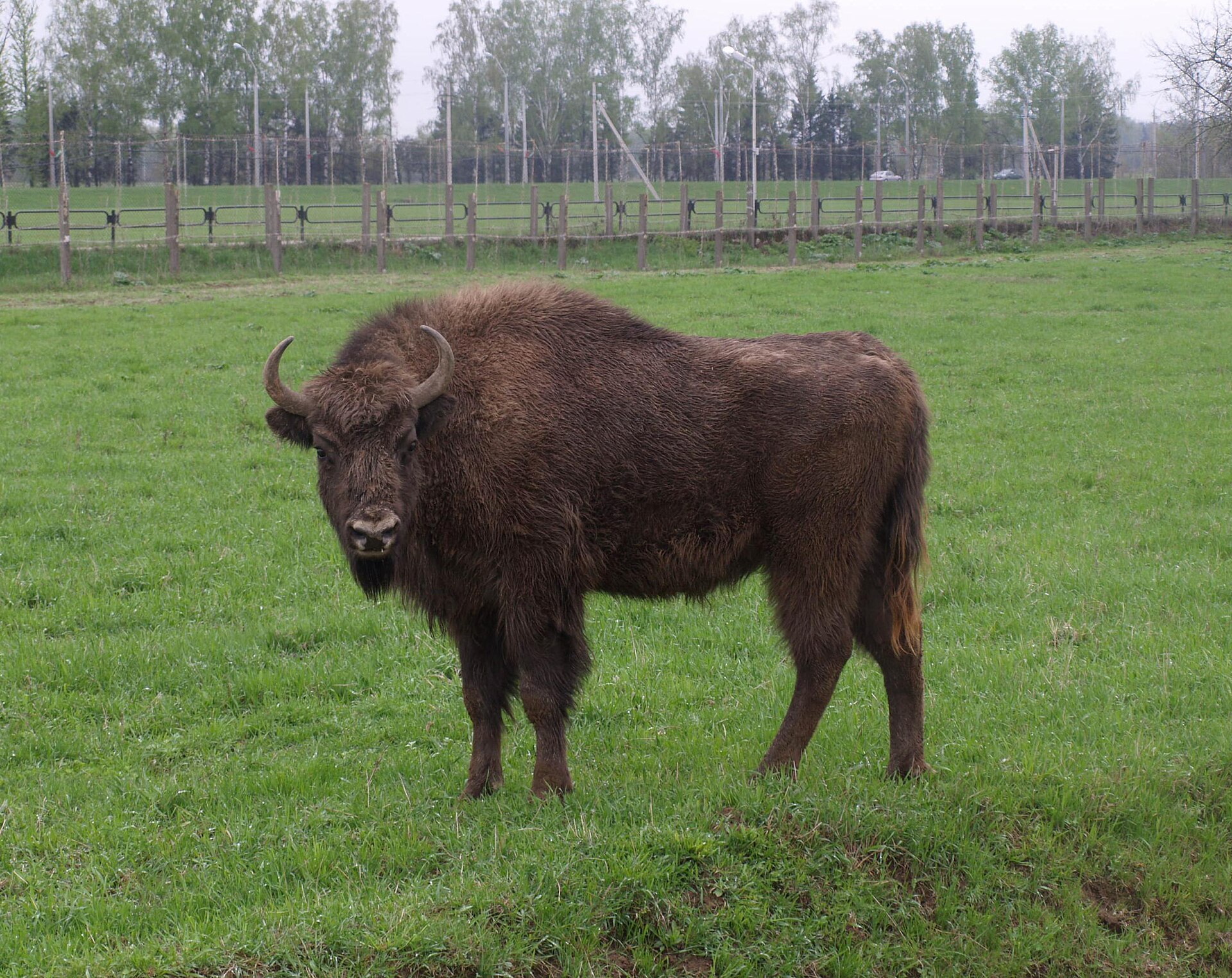 Mogilyov Zoo - Image 1