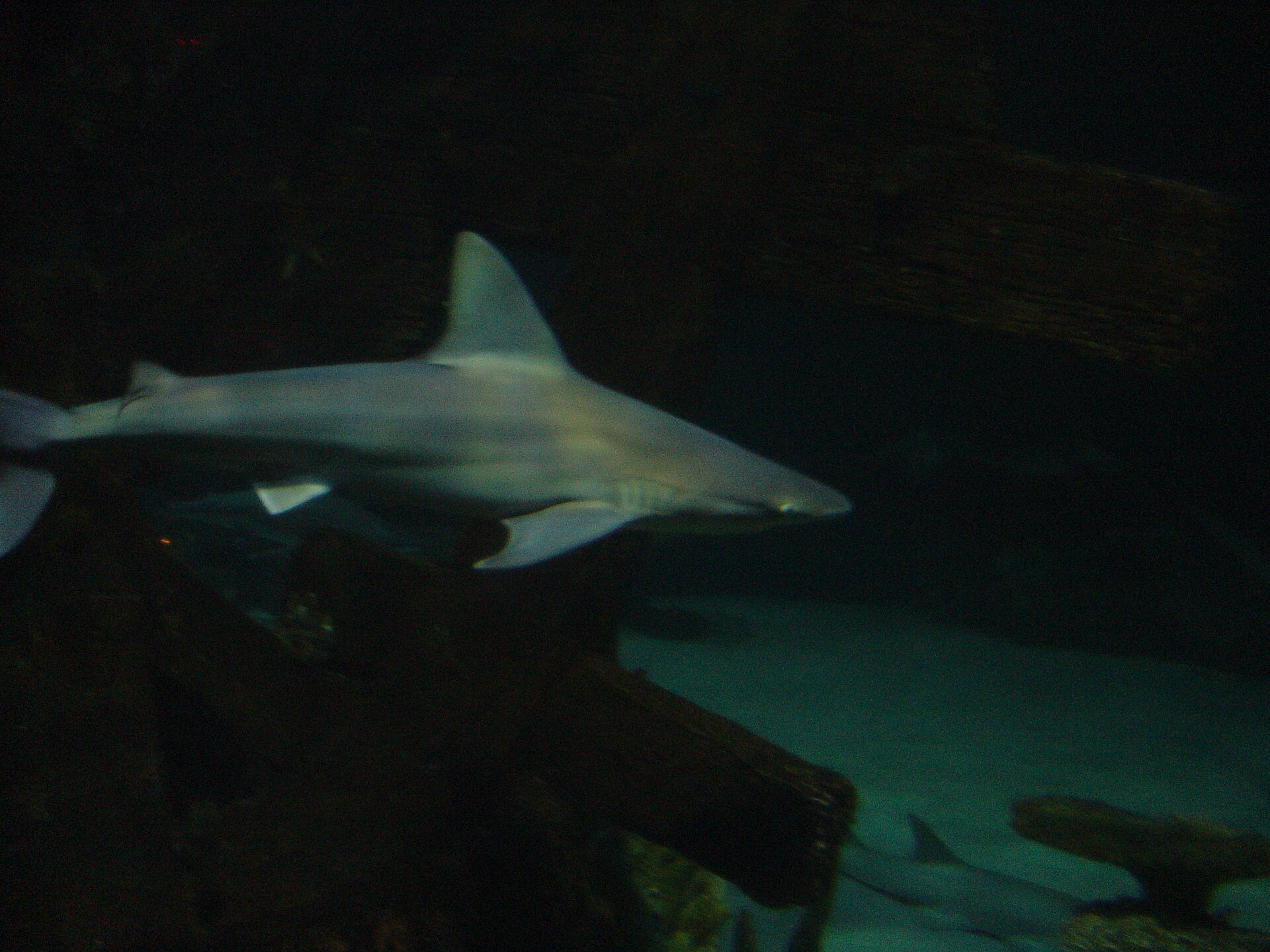 Shark Reef at Mandalay Bay - Image 1