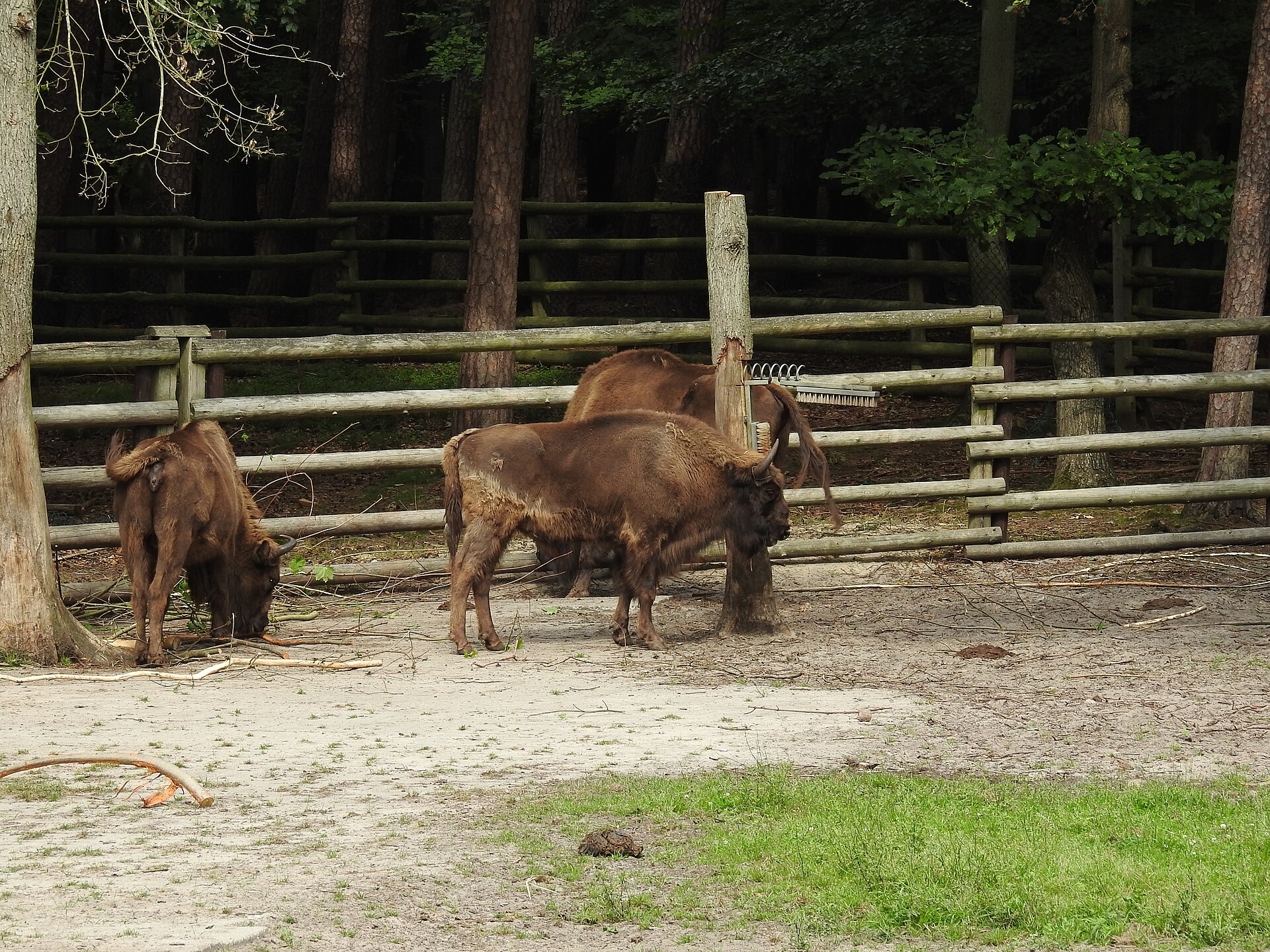 European bison sanctuary in Wolin National Park - Image 1