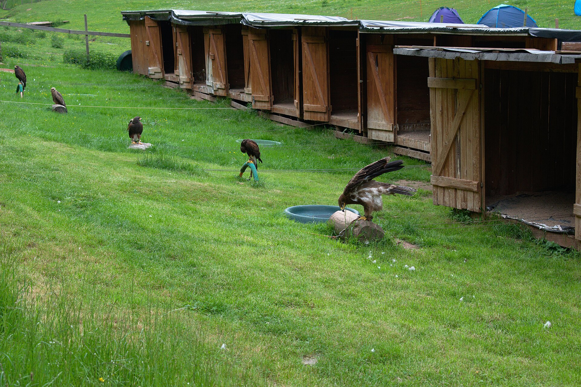 Greifvogelpark Saarburg - Image 1