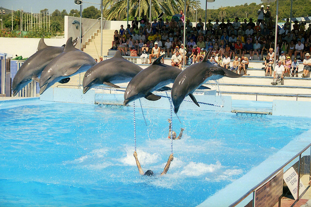 Marineland Mallorca - Image 1