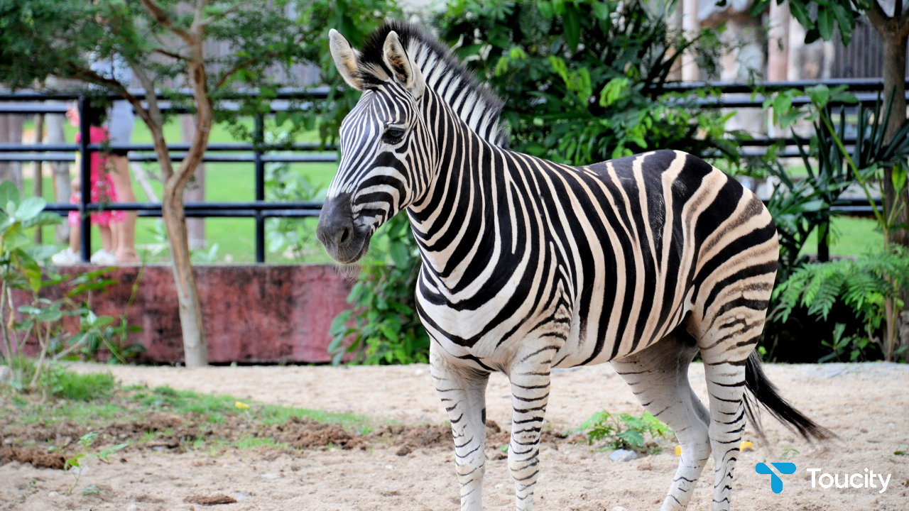 Mini-Zoo - Image 2