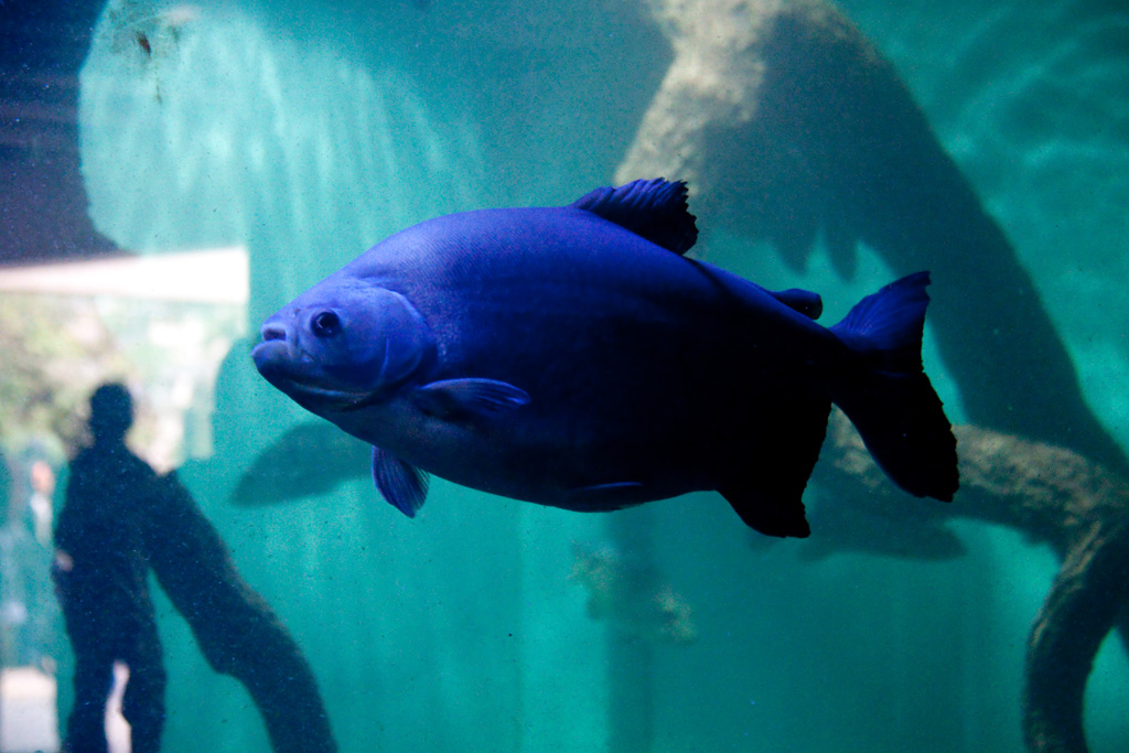 Belo Horizonte Aquarium - Image 1