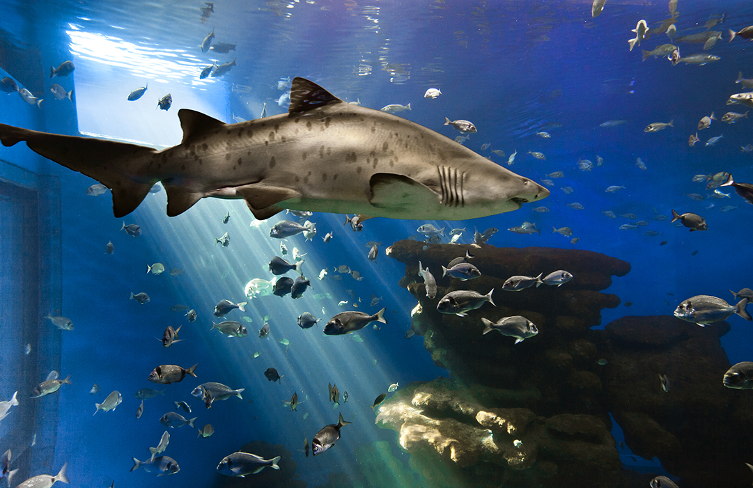 Palma Aquarium - Image 1