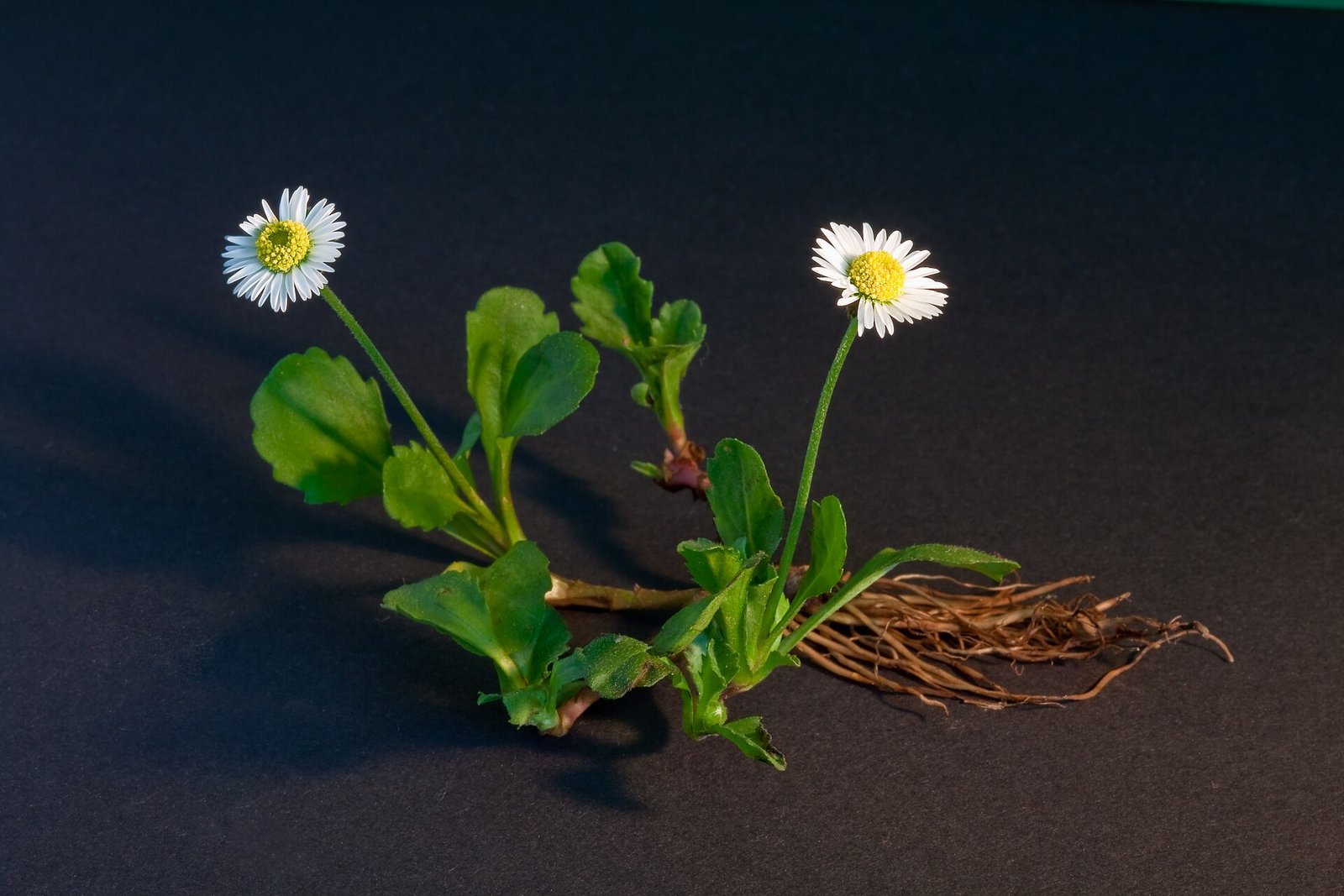 TusenFryd - Image 1